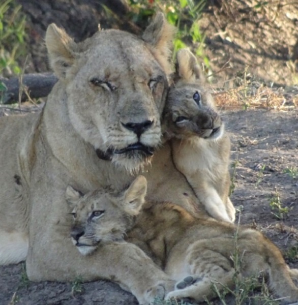 Lions